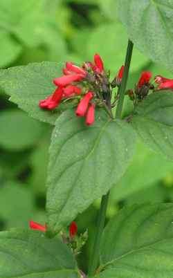 Red Rocket, Leafy Coral Blow(Russelia sarmentosa)