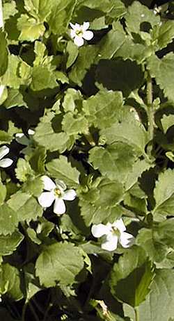 Bacopa  'Snowflake'(Sutera cordata cv. 'Snowflake')