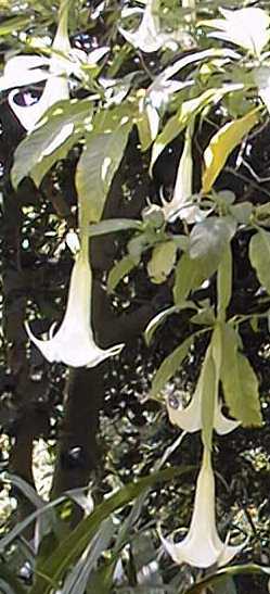 Angel's Trumpet(Brugmansia candida)