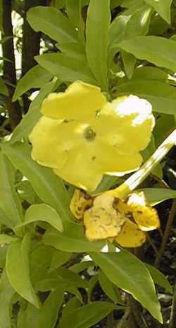 (Brunfelsia maliformis)