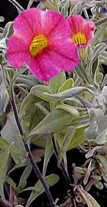 (Calibrachoa 'Million_Bells')