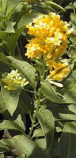 Orange Cestrum(Cestrum aurantiacum)