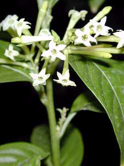 Night Jessamine(Cestrum nocturnum)