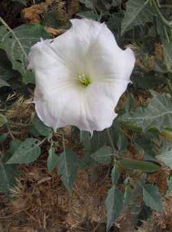 Sacred Datura, Wright's Jimson Weed(Datura wrightii)