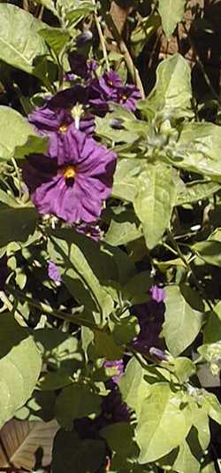 Paraguay Nightshade, Blue Potato Bush(Lycianthes rantonnei)