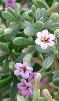 Fremont Lycium, Wolfberry(Lycium fremontii)