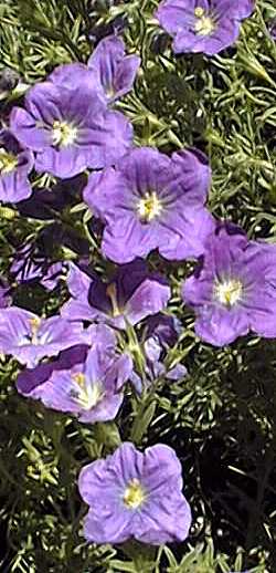 Cup Flower(Nierembergia hippomanica ssp. violacea )