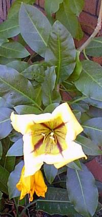 Cup of Gold Vine, Chalice Vine(Solandra maxima)