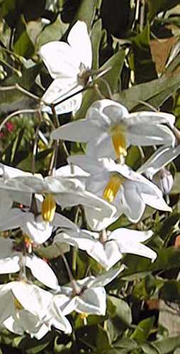 Potato vine(Solanum jasminoides)