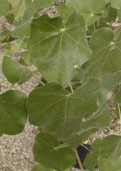 African Star Chestnut, Mopopaja Tree(Sterculia africana)