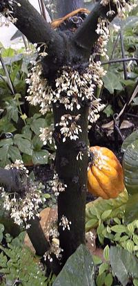 Chocolate, Cacao, Cocoa(Theobroma cacao)