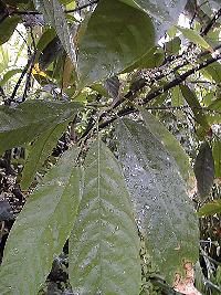 Chocolate, Cacao, Cocoa(Theobroma cacao)