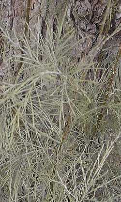 Tamarisk, Salt Cedar(Tamarix chinensis)