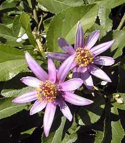 Lavender Star Flower(Grewia occidentalis)