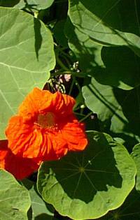 Garden Nasturtium(Tropaeolum majus)