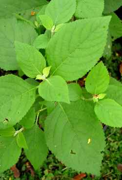 American Beautyberry(Callicarpa americana)