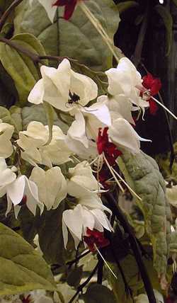 Bleeding Heart Glorybower(Clerodendrum thomsoniae)