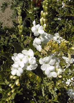 Sky Flower, Golden Dew Drop, Pigeon Berry(Duranta repens)