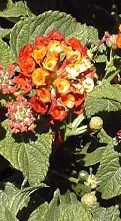 Lantana(Lantana 'American Red')