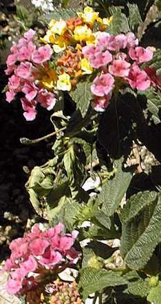 Lantana(Lantana 'Patriot Rainbow')