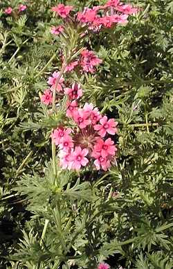 Purpletop Vervain(Verbena bonariensis )