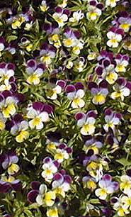 Johnny-Jump-Up(Viola tricolor)