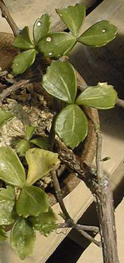 Arizona Grape Ivy, Sorrelvine(Cissus trifoliata)