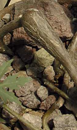 (Cissus tuberosa)