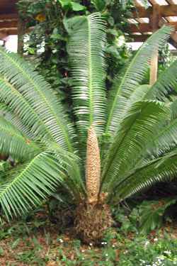 Palma Teosinte(Dioon mejiae)