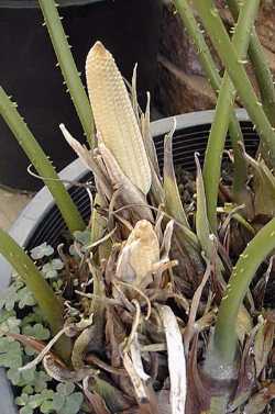 Cardboard Palm(Zamia furfuracea)