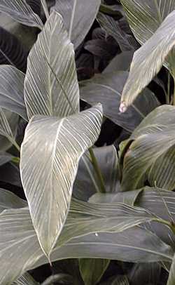 (Alpinia formosana)