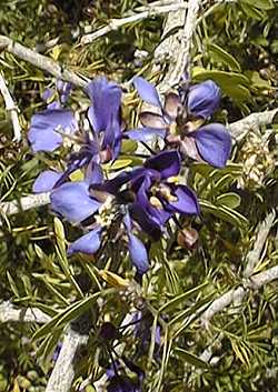 Guayacan(Guaiacum coulteri)