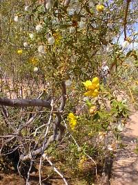 Creosote Bush, Gobernadora(Larrea tridentata)