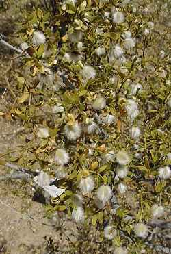 Creosote Bush, Gobernadora(Larrea tridentata)