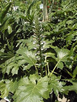 Bear's Breech(Acanthus mollis)