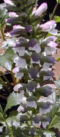 Bear's Breech(Acanthus mollis)