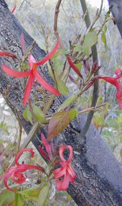 Big Honeysuckle(Anisacanthus andersonii)