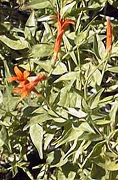 Flame Anisacanthus, Wright Anisacanthus(Anisacanthus quadrifidus var. wrightii )