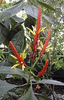 Coral Aphelandra(Aphelandra sinclairiana)