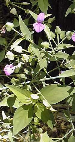 Foldwing, Purple Drop(Dicliptera resupinata)