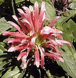 Brazilian Plume Flower(Jacobinia carnea)