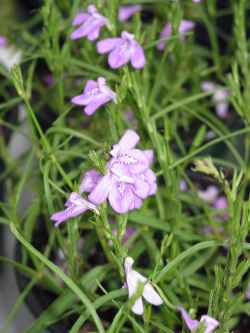 Pineland Water-Willow(Justicia angusta)