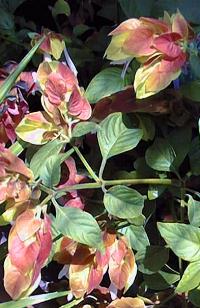 Shrimp Plants(Justicia brandegeana)