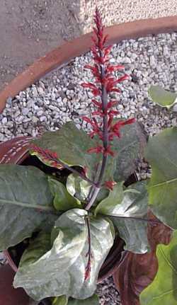 Sanguinaria(Justicia secunda)