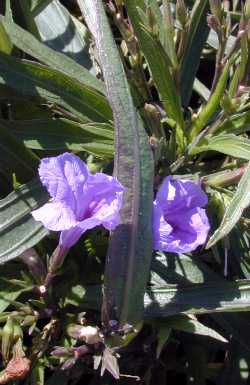 (Ruellia 'Katie')