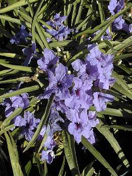 (Ruellia 'Katie')