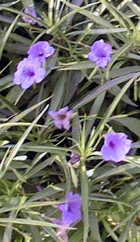 Ruellia, Desert Petunia(Ruellia simplex)