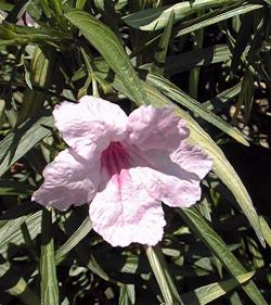 Ruellia, Desert Petunia(Ruellia simplex)