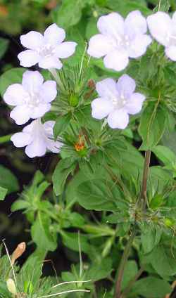 Carolina Wild Petunia(Ruellia caroliniensis)