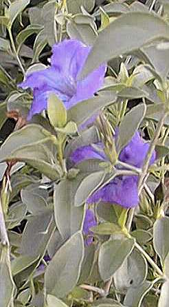 Desert Ruellia, Desert Petunia, Baja Ruellia(Ruellia peninsularis)